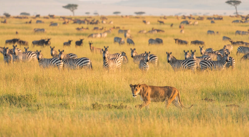 Tanzania Luxury Guided Safari & Zanzibar  Beach Stay | 13 Days