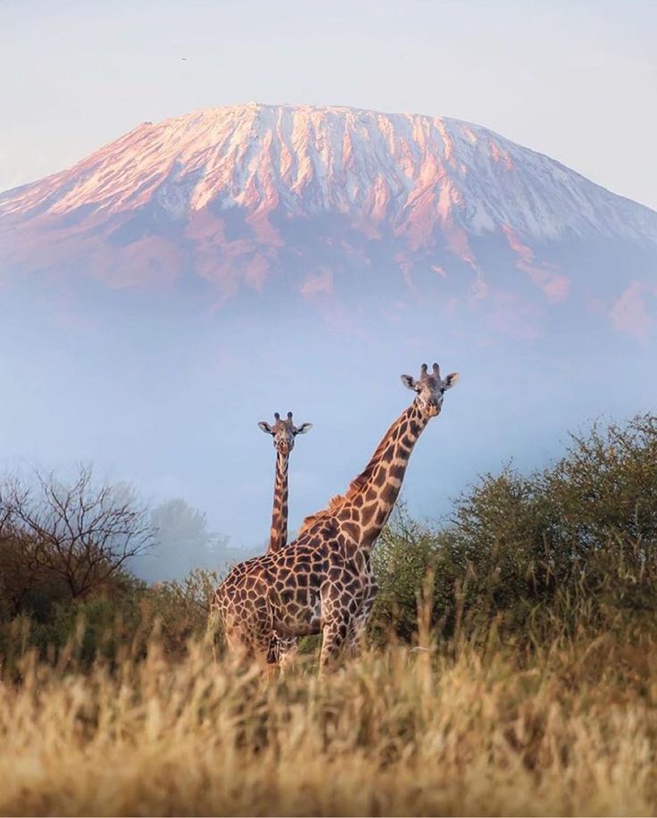 Tanzania Luxury Guided Safari & Zanzibar  Beach Stay | 13 Days