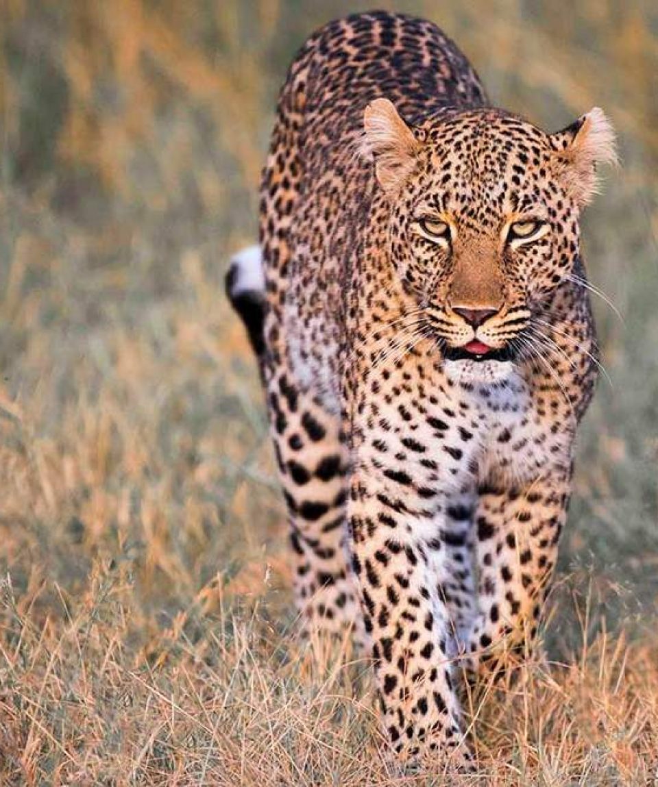 Kenya Safari Guidé en Jeep | 11 Jours