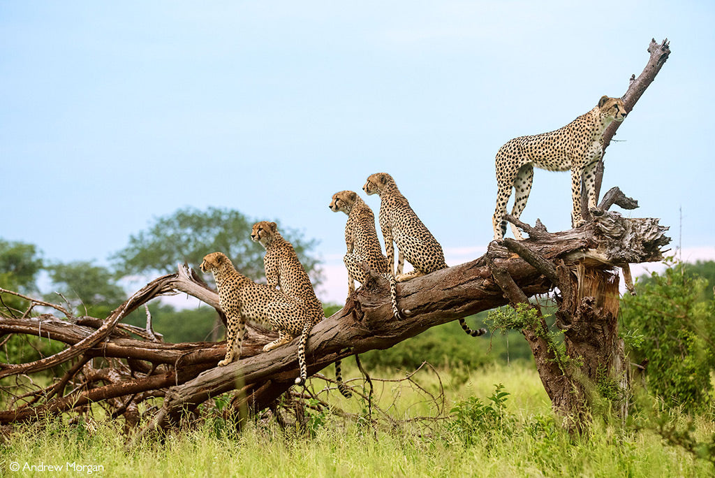 Tanzania Luxury Guided Safari & Zanzibar  Beach Stay | 13 Days
