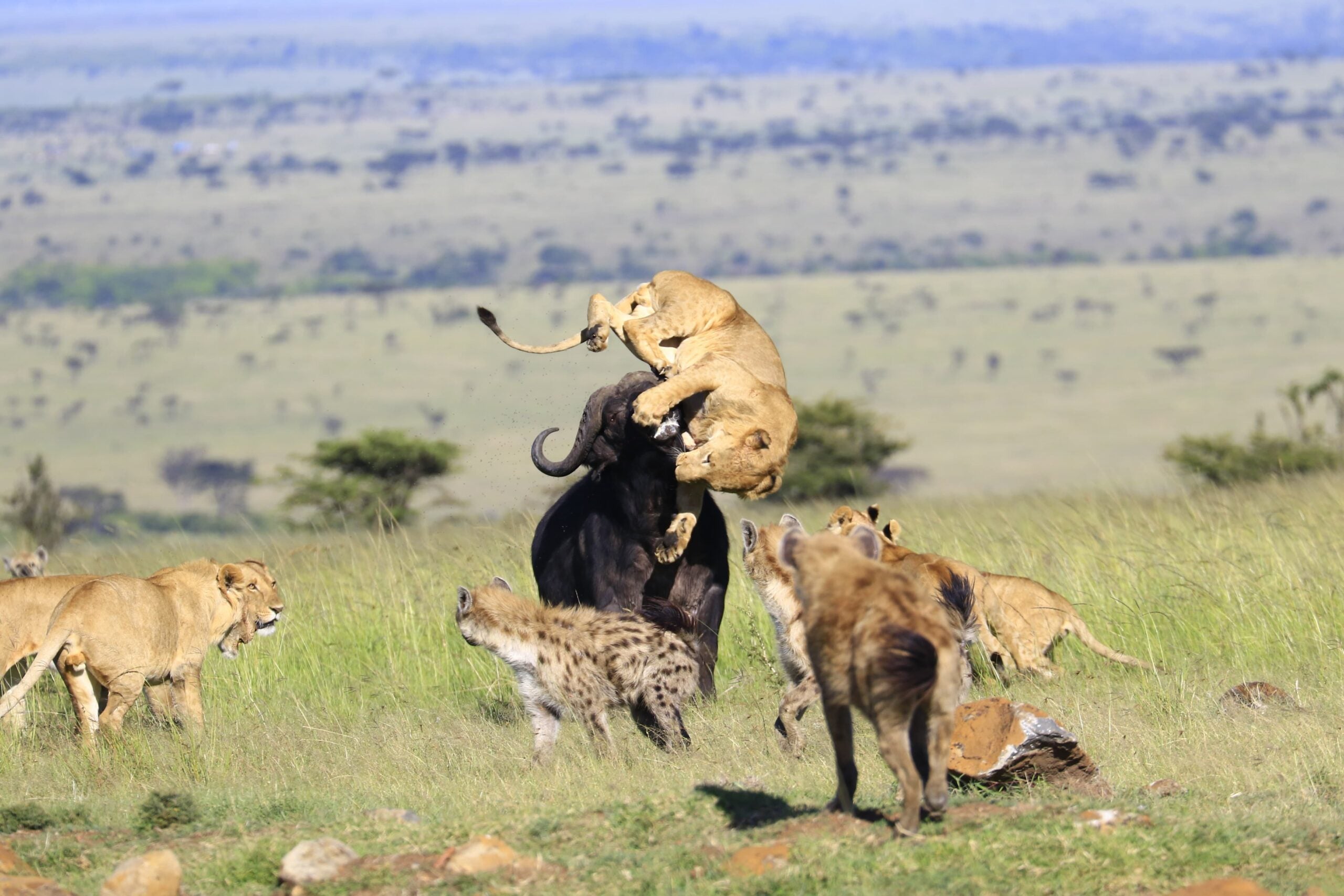 Kenya Luxury Guided Safari & Diani Beach |  16 Days
