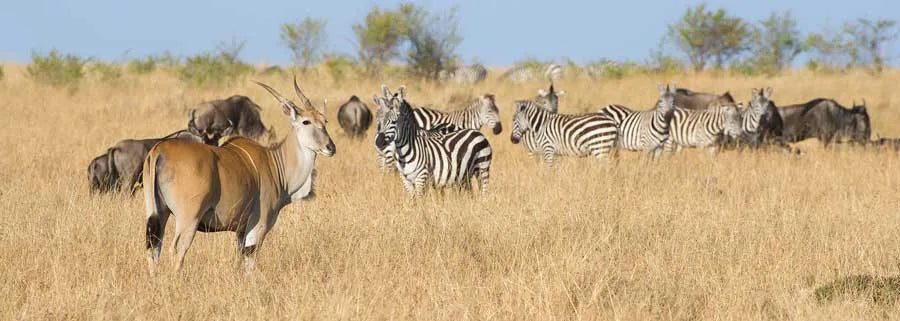 Kenya Safari Guidé en Jeep | 11 Jours