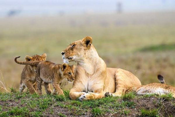 Kenya Safari Guidé en Jeep | 11 Jours