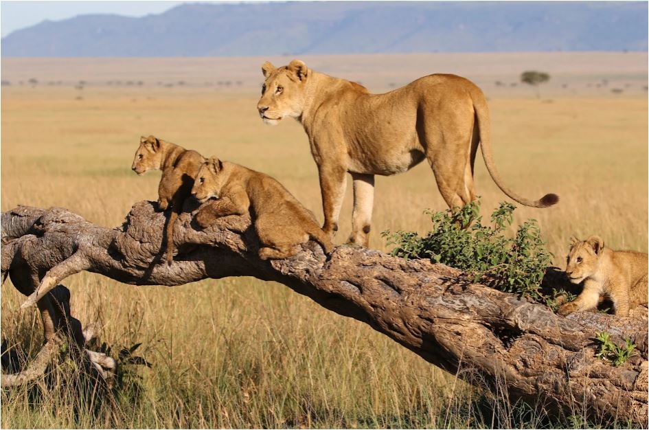 Safari Guidé de Luxe en Tanzanie | 9 Jours