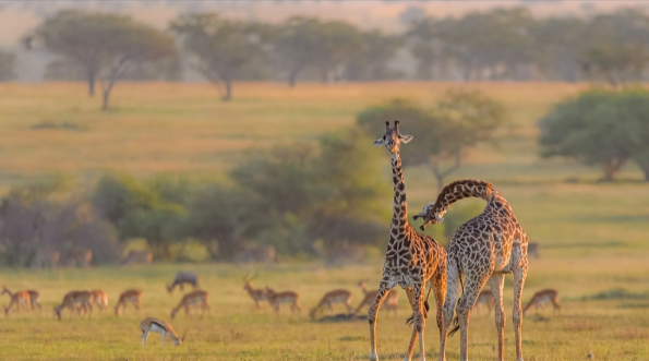 Tanzania Luxury Guided Safari & Zanzibar  Beach Stay | 13 Days