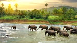 Sri Lanka Tour| 11 Days