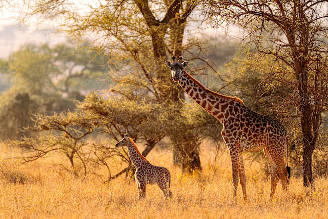 Kenya Safari Guidé en Jeep | 11 Jours