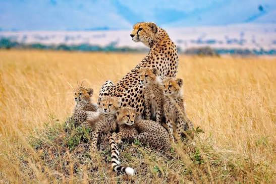 Kenya Safari Guidé en Jeep | 11 Jours