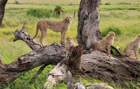 Kenya Safari Guidé en Jeep | 11 Jours