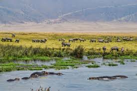 Tanzania Luxury Guided Safari & Zanzibar  Beach Stay | 13 Days