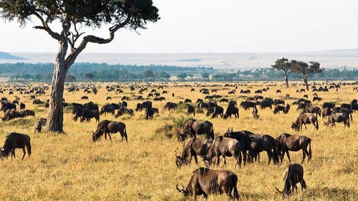 Kenya Safari Guidé en Jeep | 11 Jours