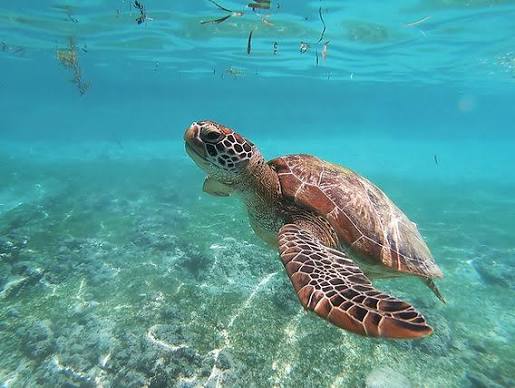 Kenya Luxury Guided Safari & Diani Beach |  16 Days