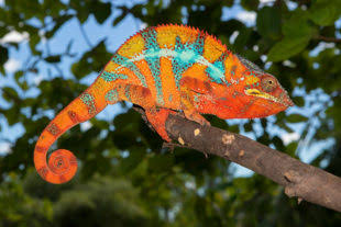 Madagascar Island Tour | 11 Days