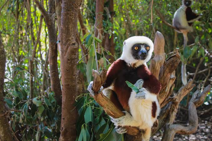 Madagascar Island Tour | 11 Days