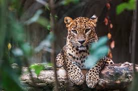 Sri Lanka Tour| 11 Days