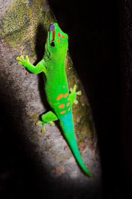 Madagascar Island Tour | 11 Days