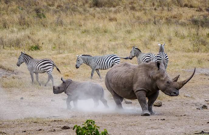 Kenya Safari Guidé en Jeep | 11 Jours