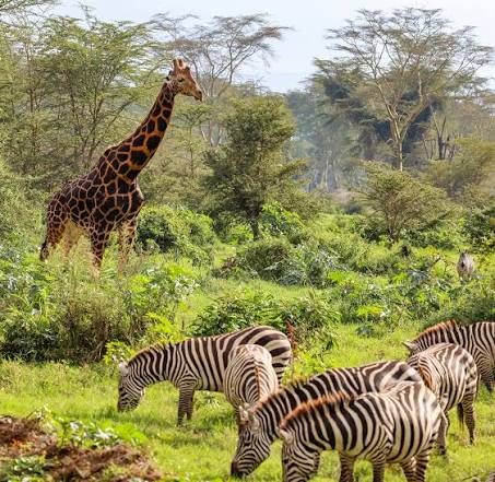 Kenya Luxury Guided Safari & Diani Beach |  16 Days