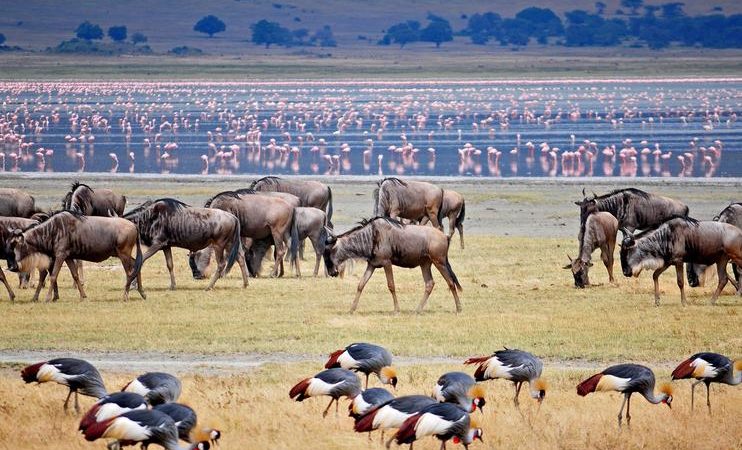 Tanzania Luxury Guided Safari & Zanzibar  Beach Stay | 13 Days