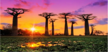 Madagascar Island Tour | 11 Days