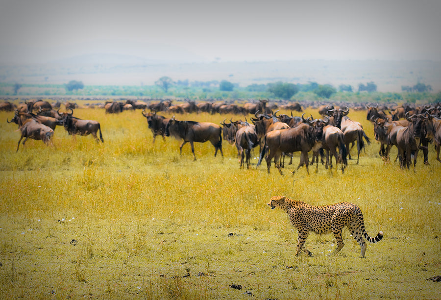 Kenya Luxury Guided Safari & Diani Beach |  16 Days