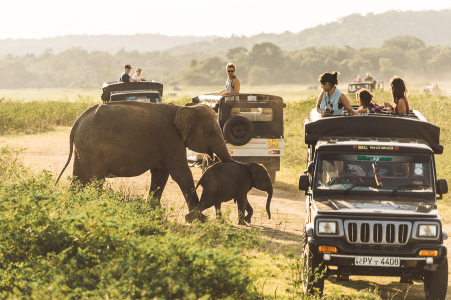 Sri Lanka Tour| 11 Days