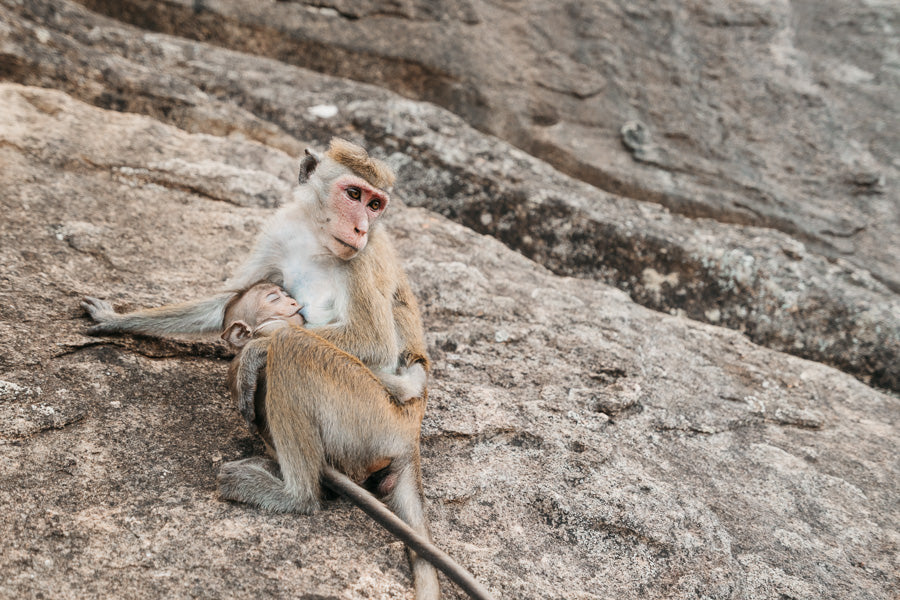 Sri Lanka Tour| 11 Days