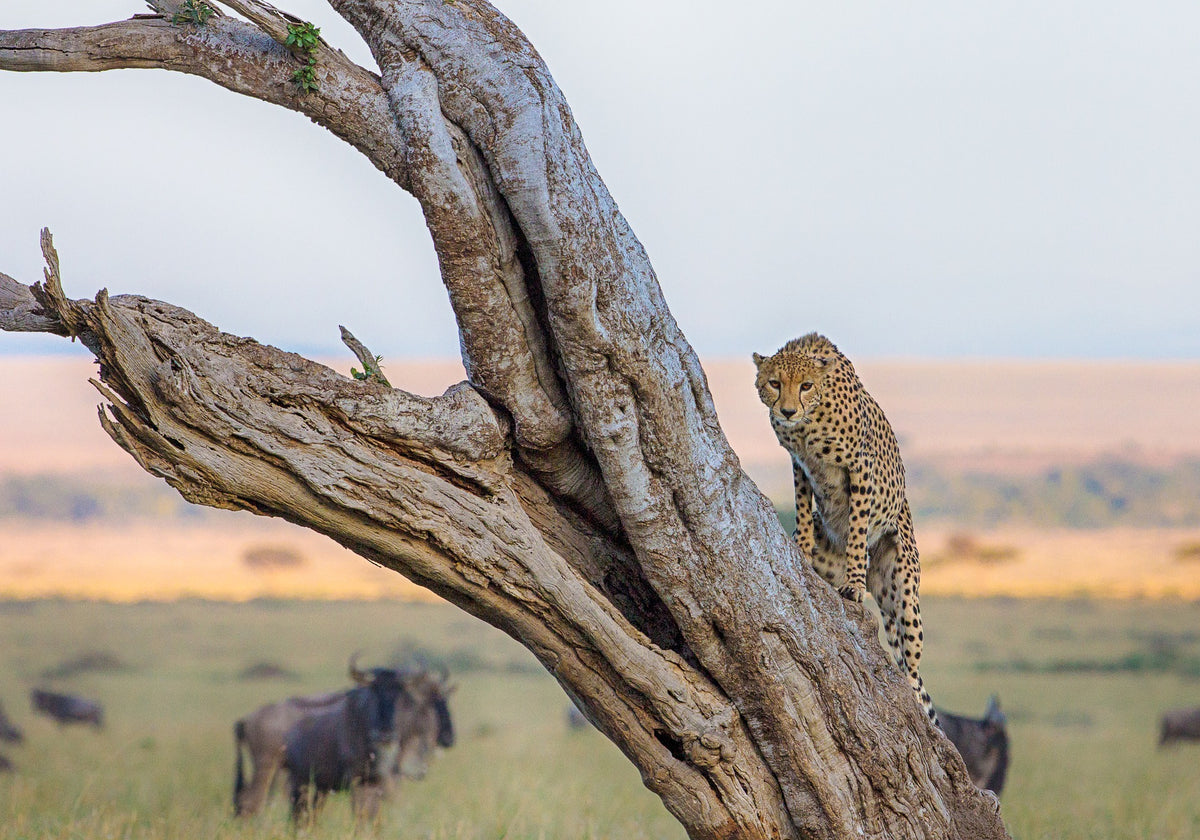 Kenya Safari Guidé en Jeep | 11 Jours